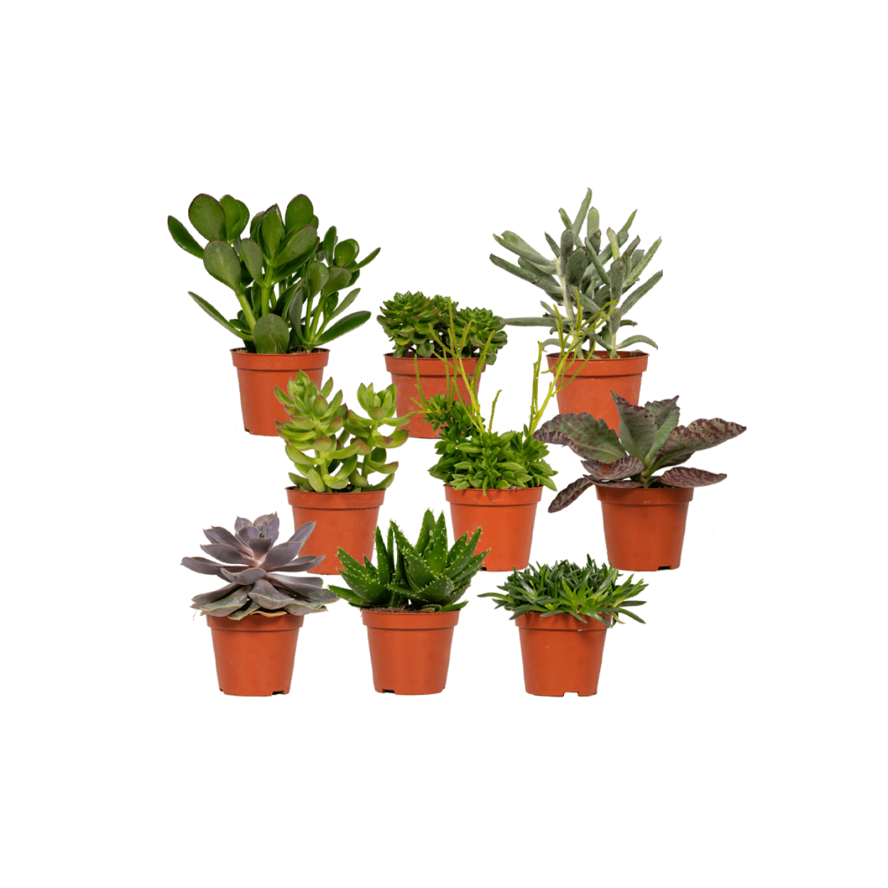 Vetplantenmix - 9 stuks - Ø8,5cm - ↕10cm