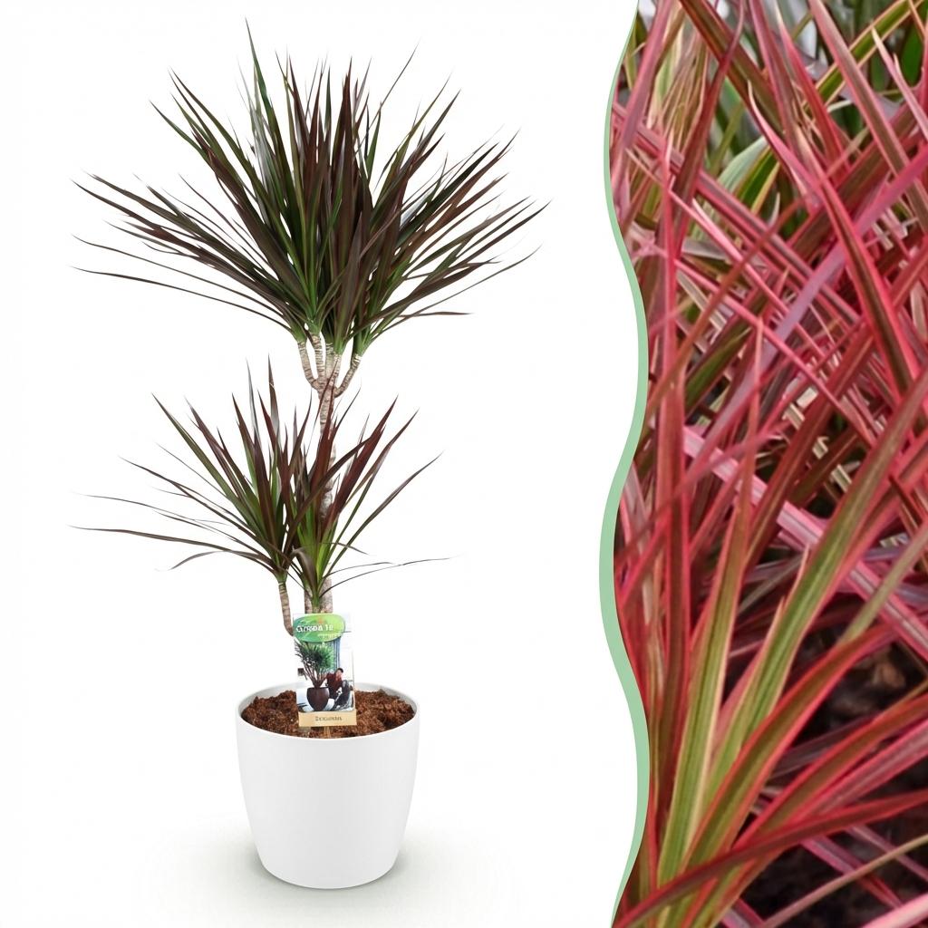 Drakenbloedboom - Dracaena Magenta - Ø21cm - ↕90-100cm