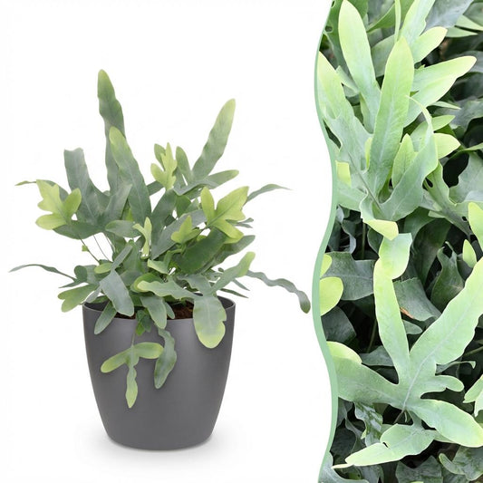 Phlebodium aureum Blue Star - Blauwe Varen - Blauw - Ø12cm - ↕25cm