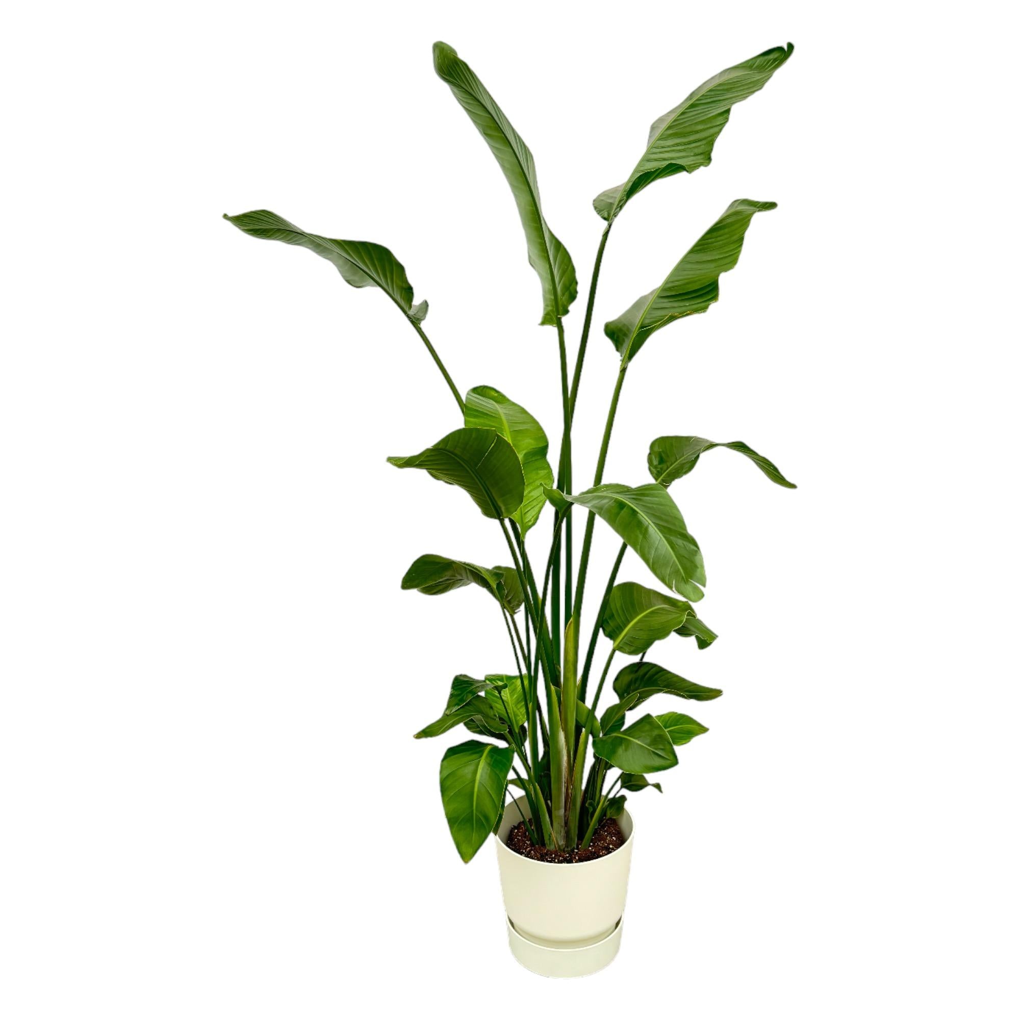 Witte paradijsvogelplant - Strelitzia nicolai - incl. Elho Greenville Round wit - Ø30cm - ↕170cm