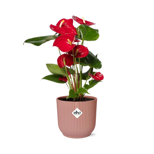 Flamingoplant - Anthurium Red - incl. Elho Vibes Fold In - ↕14cm