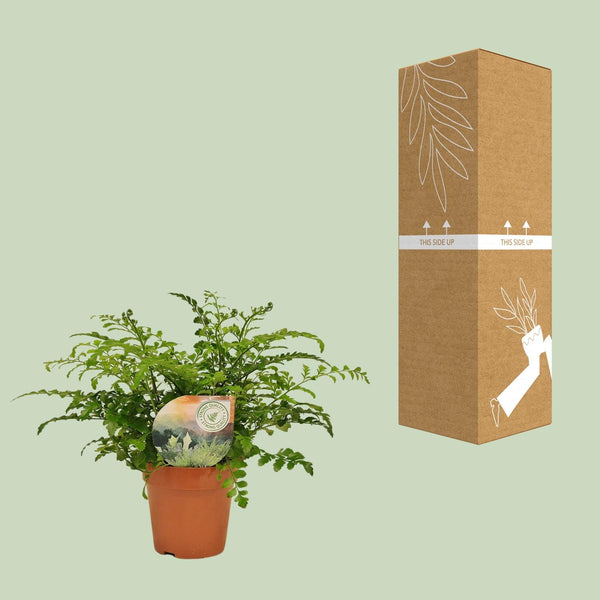 Tongvaren - Asplenium Parvati - Ø12cm - ↕35cm