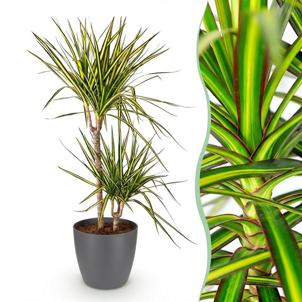 Drakenbloedboom - Dracaena Sunray - Ø21cm - ↕90-100cm