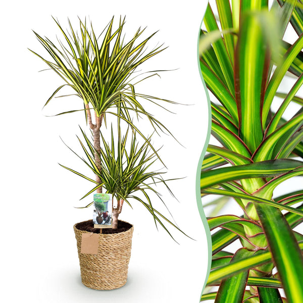 Drakenbloedboom - Dracaena Sunray - Ø21cm - ↕90-100cm