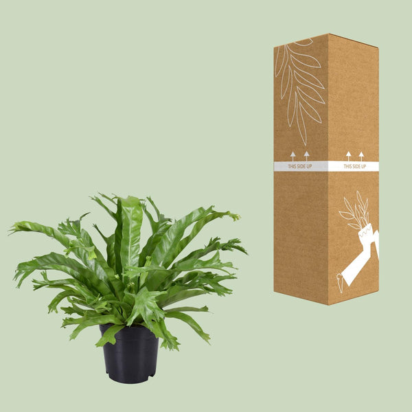 Tongvaren - Asplenium nidus Crissie - Ø17cm - ↕40cm