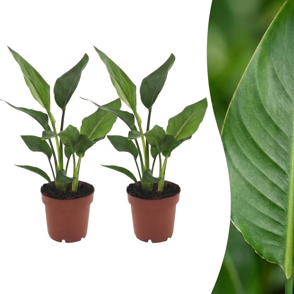 2x Paradijsvogelplant - Strelitzia Reginea - Ø12cm - ↕35cm