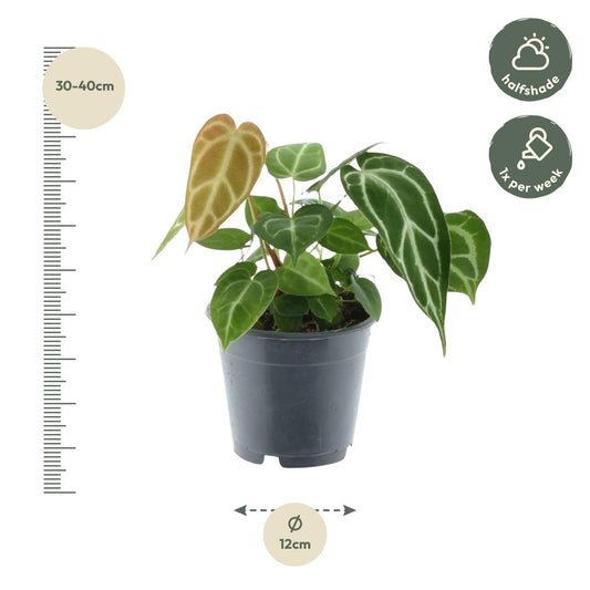 Flamingoplant - Anthurium Chrystallium - Ø12cm - ↕35cm