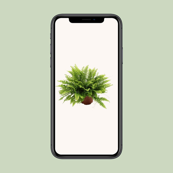 Hangende Varen - Nephrolepis Boston Green Moment - Ø12cm - ↕20cm