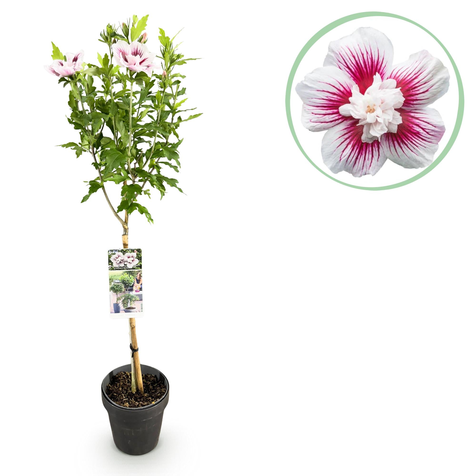 Hibiscus op stam - Hibiscus syriacus 'Starburst Chiffon' - Ø19cm - ↕90cm