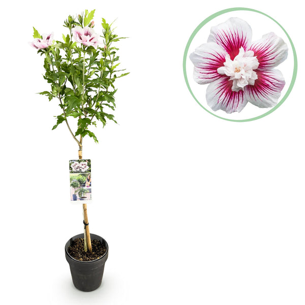 Hibiscus op stam - Hibiscus syriacus 'Starburst Chiffon' - Ø19cm - ↕90cm