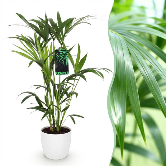 Kentiapalm - Howea forsteriana - Ø19cm - ↕80-85cm
