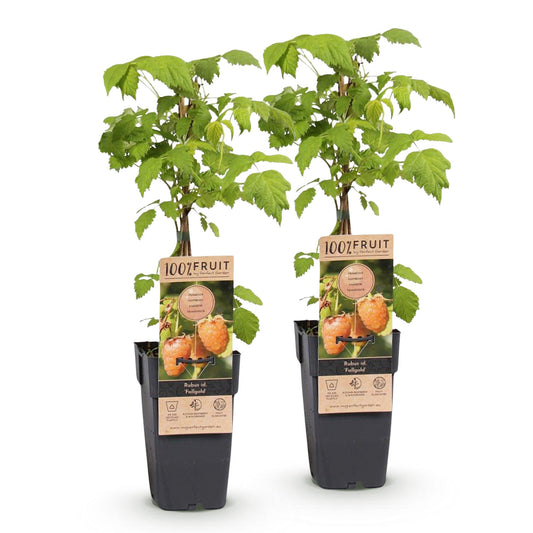 Frambozenplant - Rubus idaeus Fallgold - Ø15cm - ↕50cm