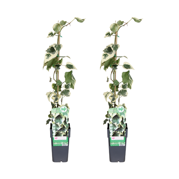Klimop - Hedera colchica Dentata Variegata - Ø15cm - ↕65cm