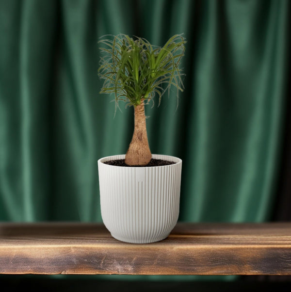 Beaucarnea Nolina - Ø19cm↕60cm
