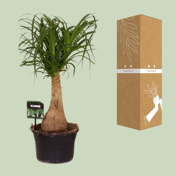 Beaucarnea Nolina - Ø19cm↕60cm