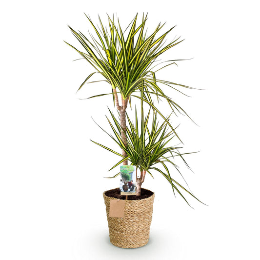 Drakenbloedboom - Dracaena Sunray - Ø21cm - ↕90-100cm