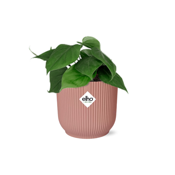 Philodendron Scandens - incl. Elho Vibes Fold Roze - ↕14cm