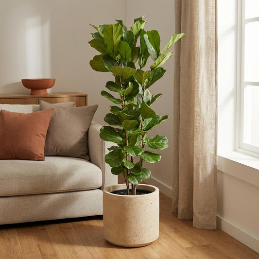 Vioolbladplant - Ficus lyrata struik - Ø27cm - ↕140cm