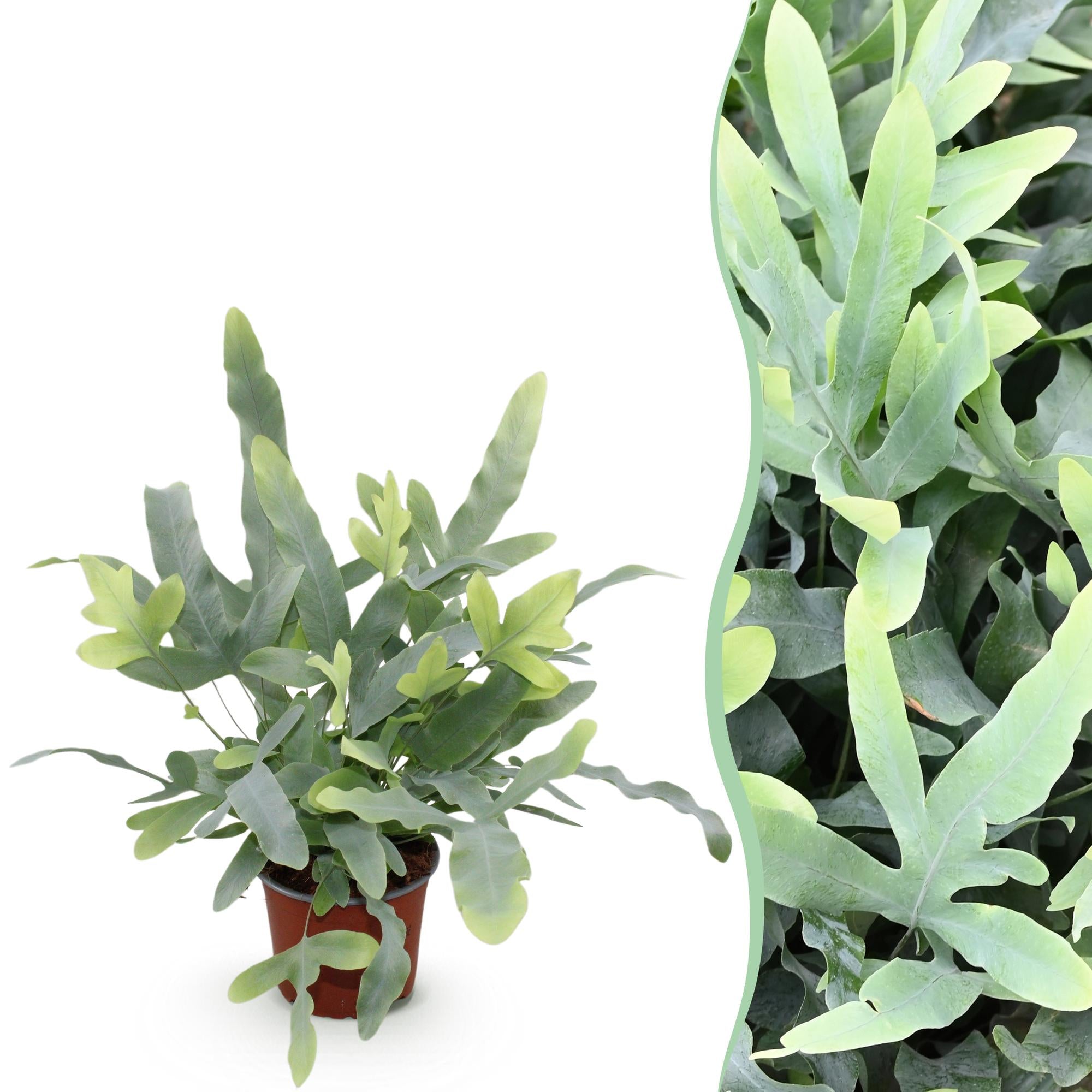 Phlebodium aureum Blue Star - Blauwe Varen - Blauw - Ø12cm - ↕25cm