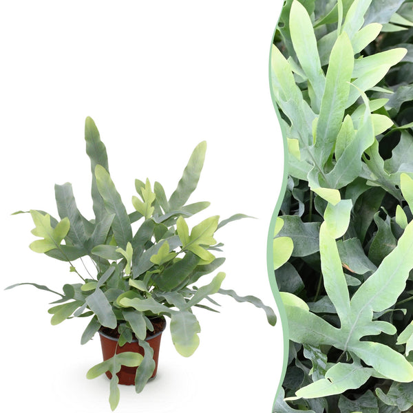 Phlebodium aureum Blue Star - Blauwe Varen - Blauw - Ø12cm - ↕25cm