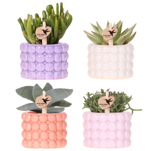 Plantenset - Phalaenopsis met groene planten - set van 4 - incl. sierpotten