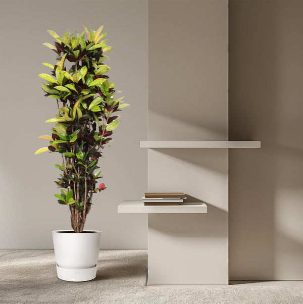 Croton - Codiaeum Iceton - Ø45cm - ↕190cm