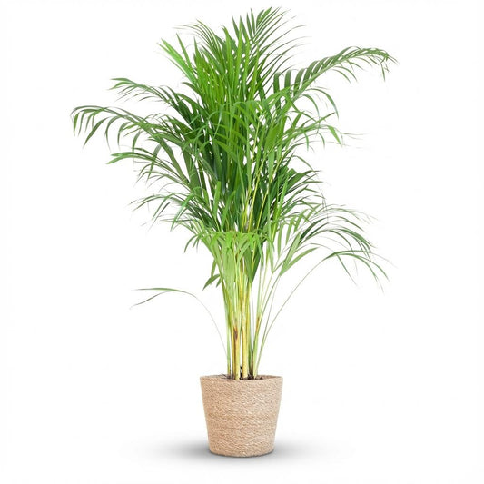 Arecapalm - Areca Palm met Zeegras mand naturel - Ø21cm - ↕100cm