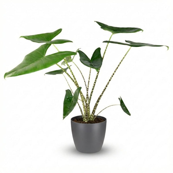 Olifantsoor - Alocasia zebrina - Ø21cm - ↕70-75cm