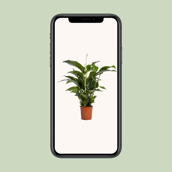 Lepelbloem - Spathiphyllum Bellini - Ø24cm - ↕100cm