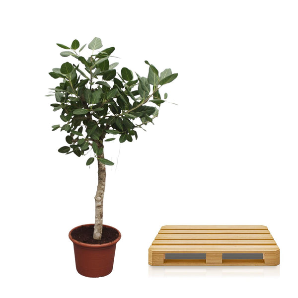 Bengaalse Vijg - Ficus benghalensis - Ø50cm - ↕200cm