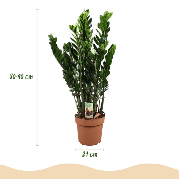ZZ-plant - Zamioculcas - Ø21cm - ↕80-90cm