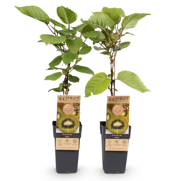 Kiwiplant - Actinidia deliciosa Jenny - Ø15cm - ↕50cm