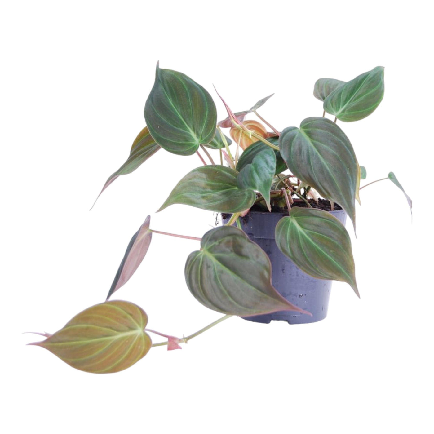Philodendron - Philodendron scandens 'Micans' - Ø12cm - ↕20cm