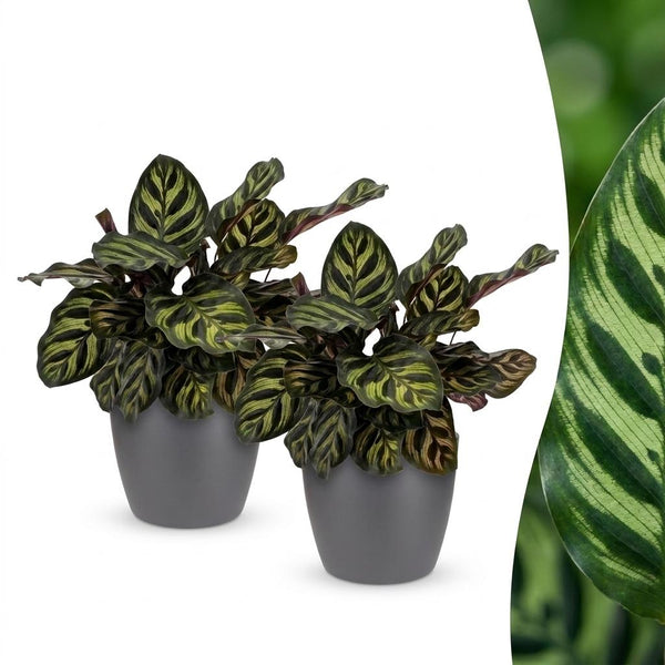 2x Pauwenplant - Calathea makoyana - incl. Elho Potter - grijs - Ø12cm - ↕25cm