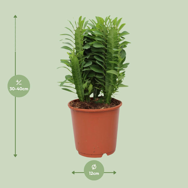 Wolfsmelk - Euphorbia trigona - Ø12cm - ↕40cm