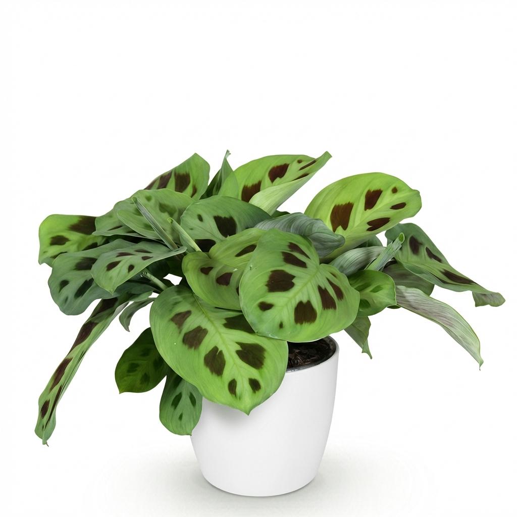 Zebraplant - Maranta Fascinator Kerchoveana - Ø12cm - ↕25cm