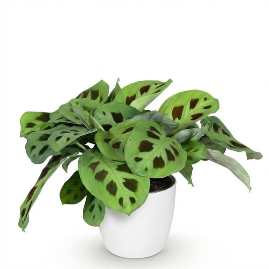 Zebraplant - Maranta Fascinator Kerchoveana - Ø12cm - ↕25cm