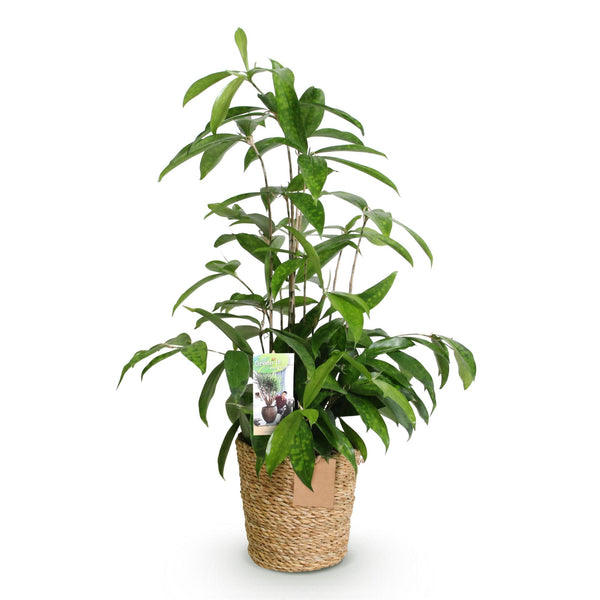 Drakenbloedboom - Dracaena surculosa - Ø17cm - ↕60-70cm