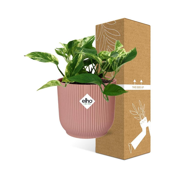 Pothos - Epipremnum aureum 'Marble Queen' - incl. Elho Vibes Fold Roze - ↕14cm
