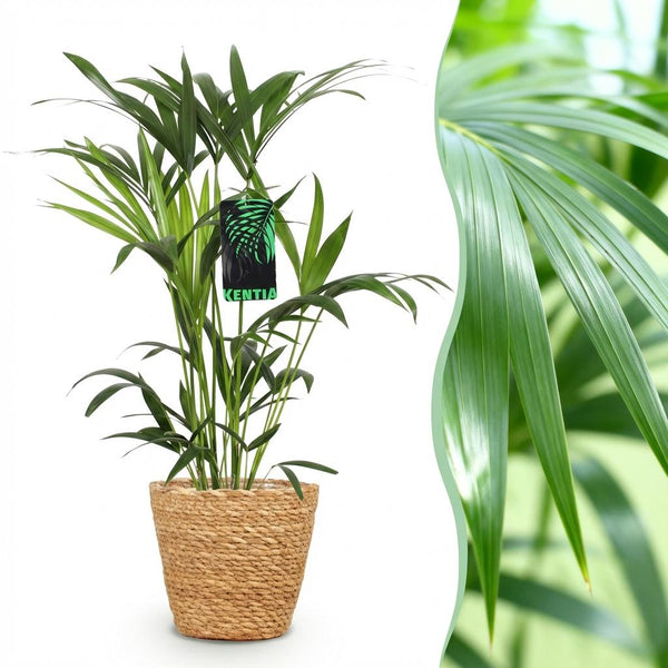 Kentiapalm - Howea forsteriana - Ø19cm - ↕80-85cm