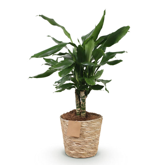 Drakenbloedboom - Dracaena fragrans Steudneri - Ø17cm - ↕50-55cm