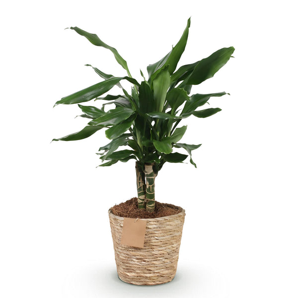 Drakenbloedboom - Dracaena fragrans Steudneri - Ø17cm - ↕50-55cm