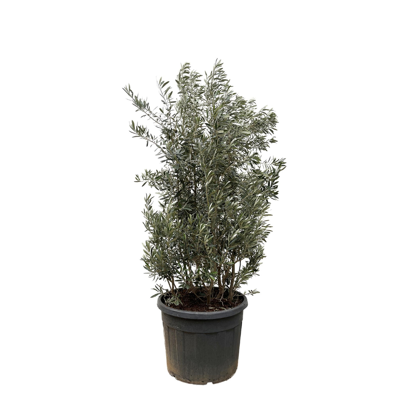 Olijfboom struik - Olea europaea - Ø55cm - ↕250cm