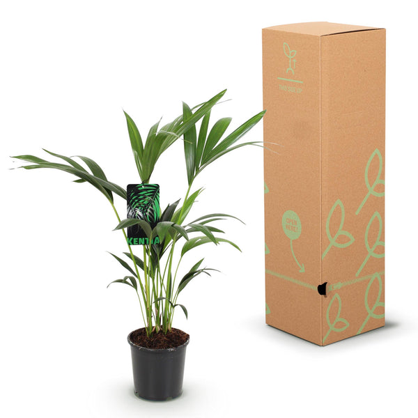 Kentiapalm - Howea forsteriana - Ø17cm - ↕70-75cm