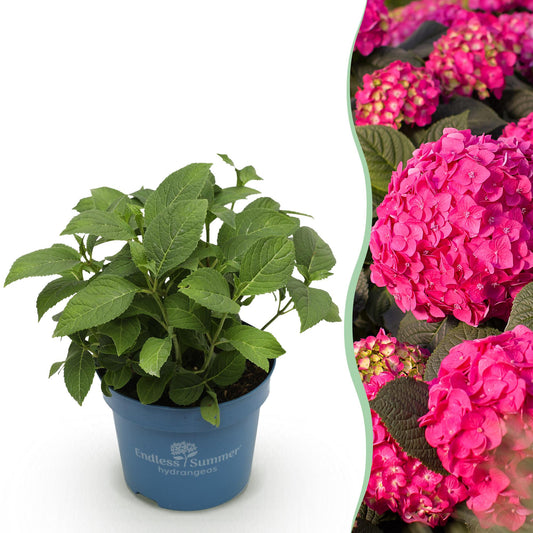 Hortensia - Hydrangea macrophylla 'Endless Summer Summer Love' - Ø14cm - ↕20-25cm