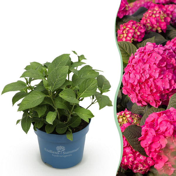 Hortensia - Hydrangea macrophylla 'Endless Summer Summer Love' - Ø14cm - ↕20-25cm