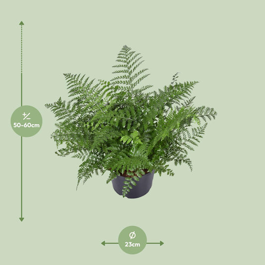 Tongvaren - Asplenium Parvati - Ø23cm - ↕55cm