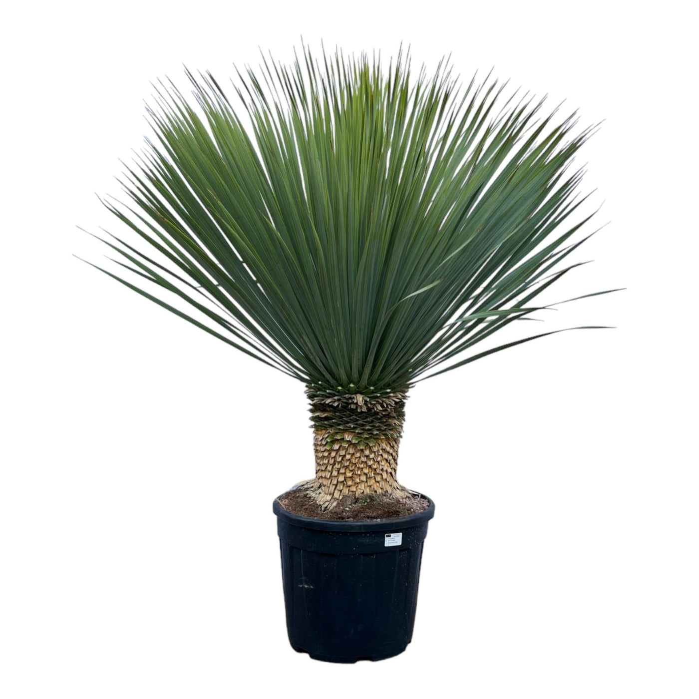 Palmlelie - Yucca Rostrata - ↕140cm