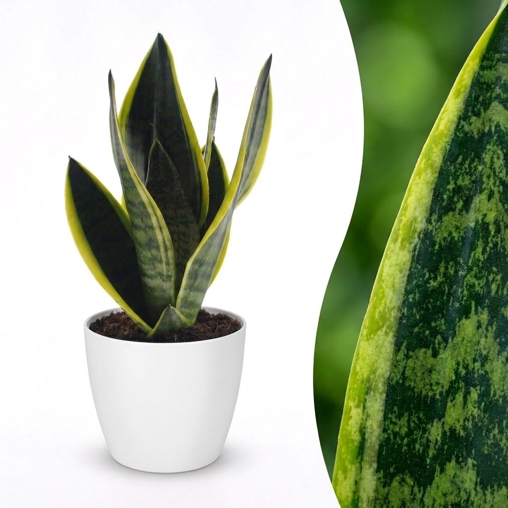 Vrouwentong - Sansevieria cylindrica 'Twist' - incl. Elho Potter - wit - Ø12cm - ↕35cm