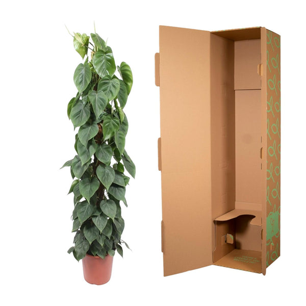 Philodendron Scandens mosstok - Ø27cm - ↕150cm